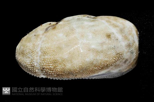 呂宋沐海壺藏品圖，第3張
