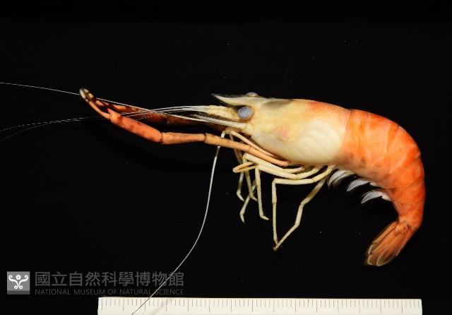 貪食沼蝦藏品圖，第3張