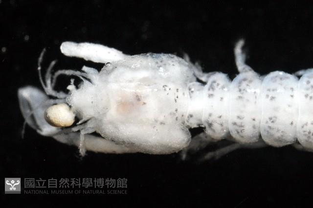 托瑪西尼幼嫩蝦蛄藏品圖，第3張