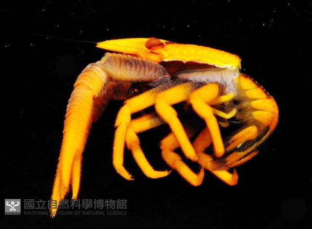 美麗異鎧蝦藏品圖，第3張