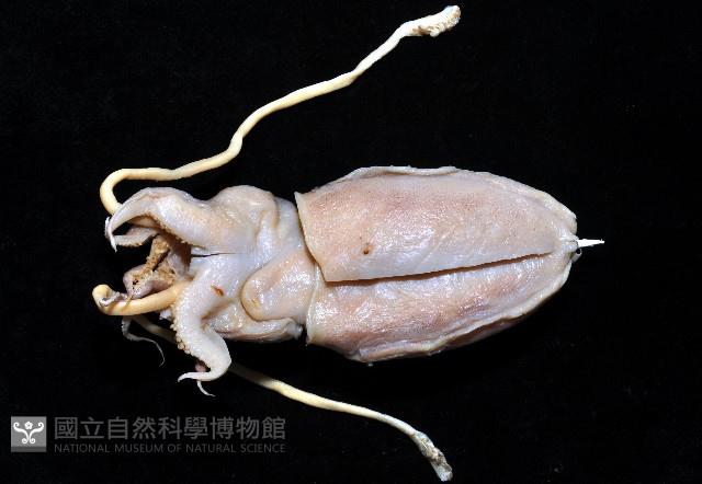 長腕烏賊藏品圖，第3張