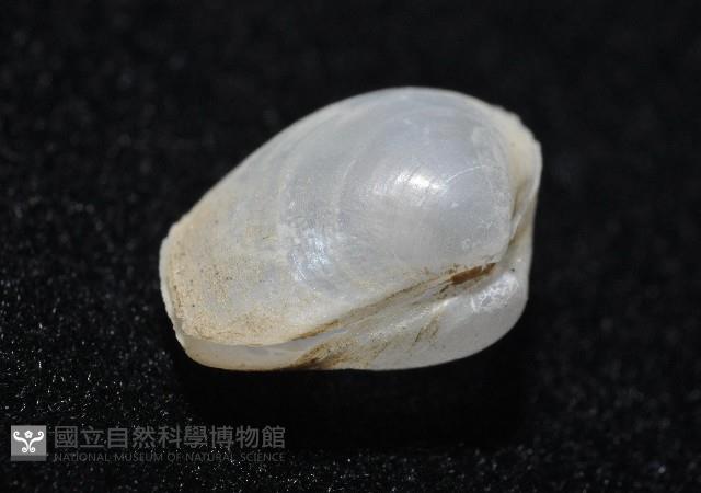 登錄號:006900-00010藏品圖，第3張