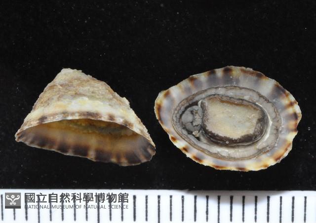 花帽青螺藏品圖，第3張