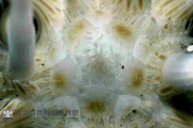 環棘柄頭帕藏品圖，第3張