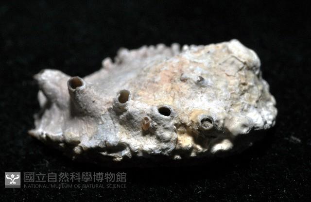 侏儒鮑螺藏品圖，第3張