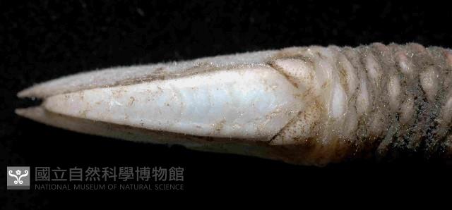 小甲小鎧茗荷藏品圖，第3張
