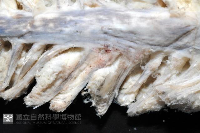 未知種棘海鰓藏品圖，第3張