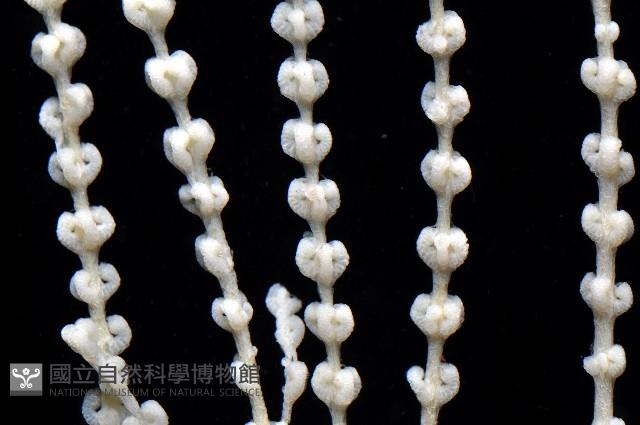 未知種深海原軟珊瑚藏品圖，第3張