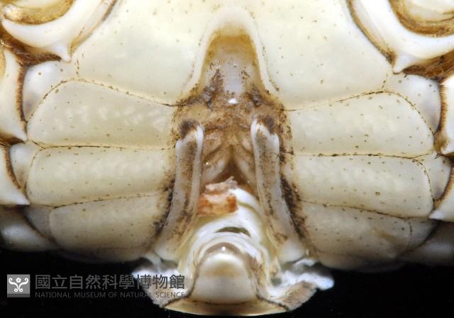 絨毛(螯)近方蟹藏品圖，第3張