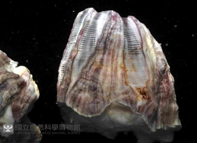 鐘巨藤壺藏品圖，第3張