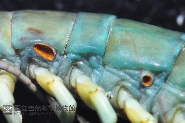 未知種衛蜈蚣藏品圖，第3張