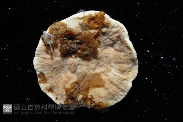 螅形美麗海葵藏品圖，第3張