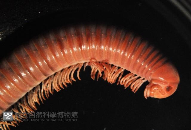 磚紅厚甲馬陸藏品圖，第3張