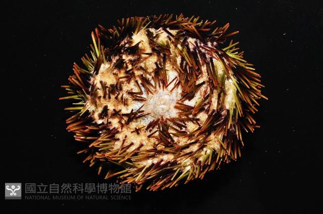 斑蘑海膽藏品圖，第3張