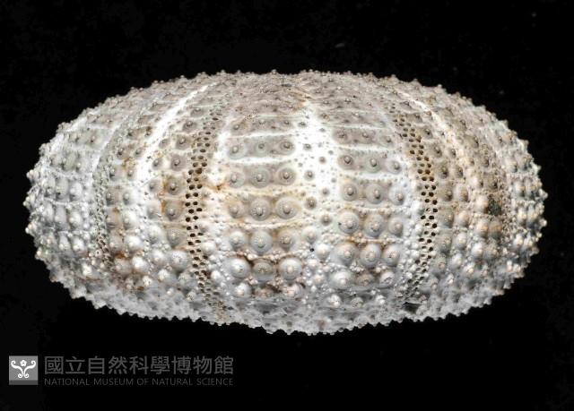杜氏窪角海膽藏品圖，第3張