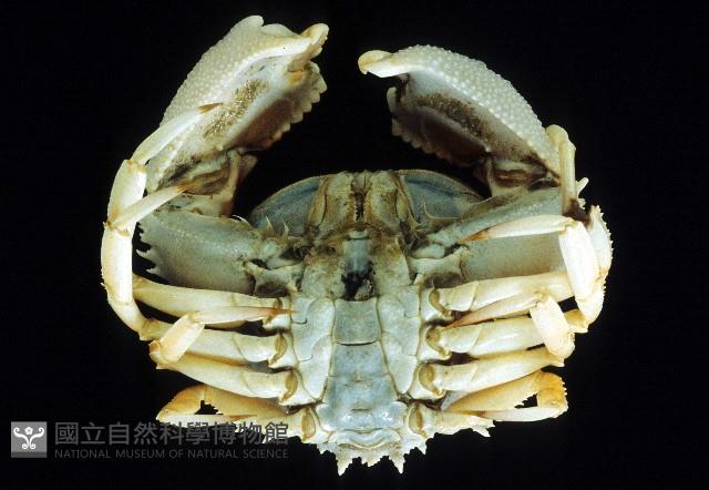 米氏擬圓殼蟹藏品圖，第3張
