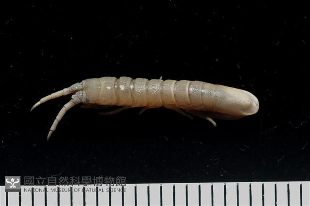 平尾棒鞭水虱藏品圖，第3張