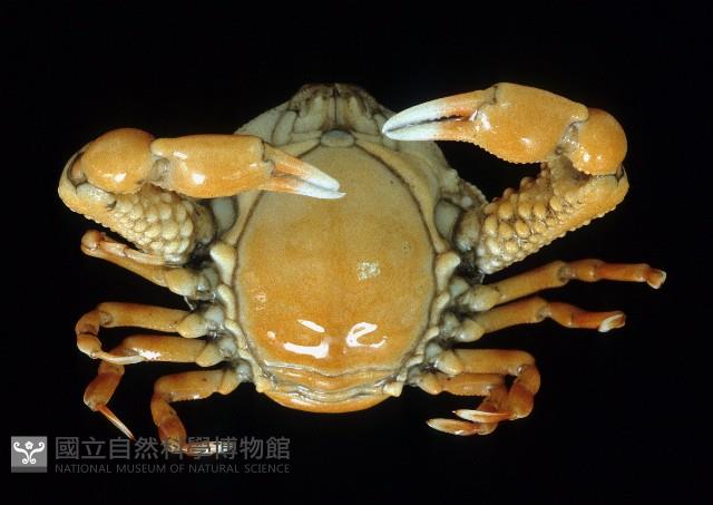 鴨額玉蟹藏品圖，第3張
