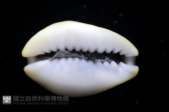 黃寶螺藏品圖，第3張