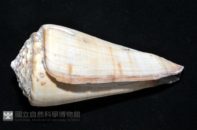 長距芋螺藏品圖，第3張