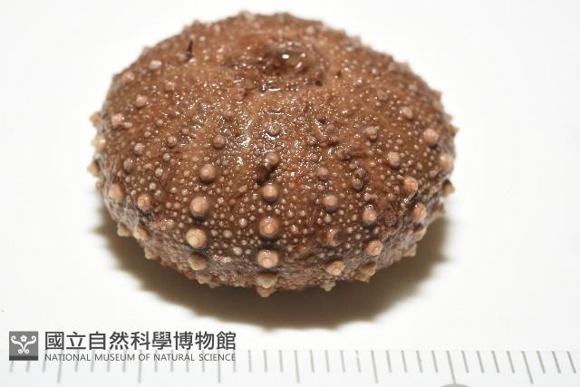 魯氏硬海膽藏品圖，第3張