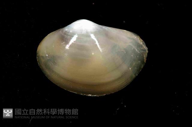 未知種黃錦蛤藏品圖，第3張