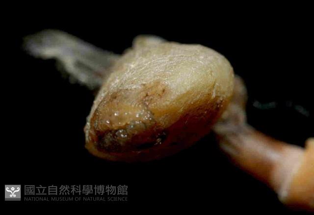 小擬茗荷藏品圖，第3張