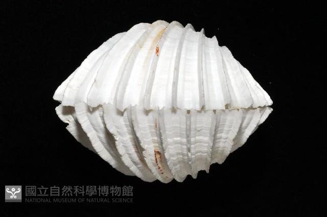 女神鳥尾蛤藏品圖，第3張