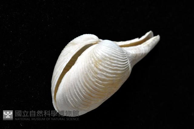 登錄號:007034-00050藏品圖，第3張