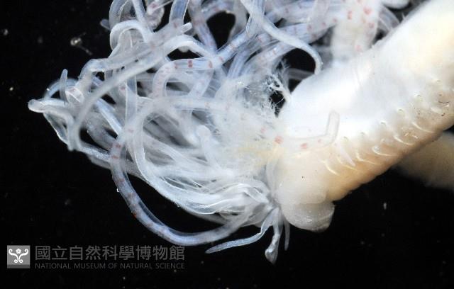 未知種蟄龍介蟲藏品圖，第3張
