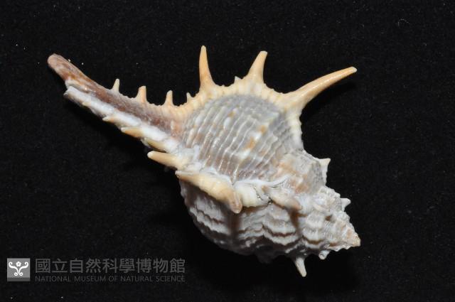 寶島骨螺藏品圖，第3張