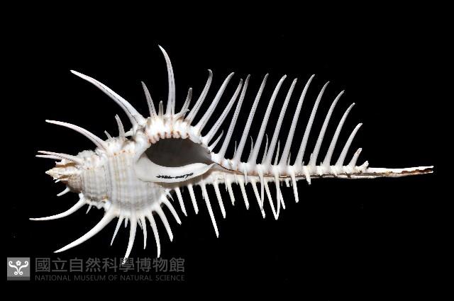 維納斯骨螺藏品圖，第3張
