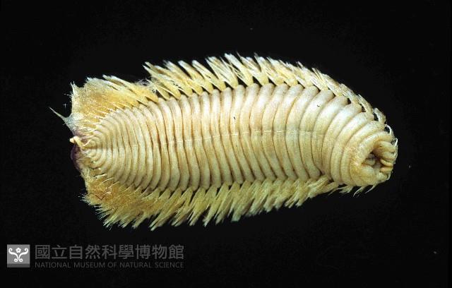 黃海毛蟲藏品圖，第3張