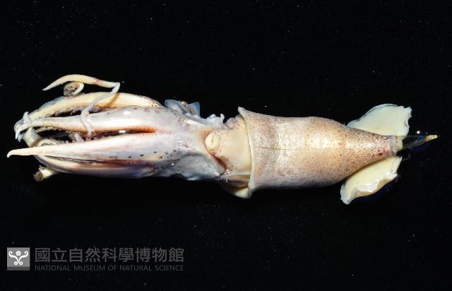 皮羅魷魚藏品圖，第3張