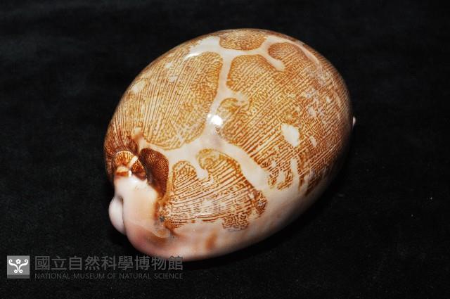 泛紅地圖寶螺藏品圖，第3張