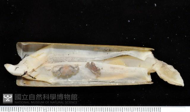 竹蟶藏品圖，第3張