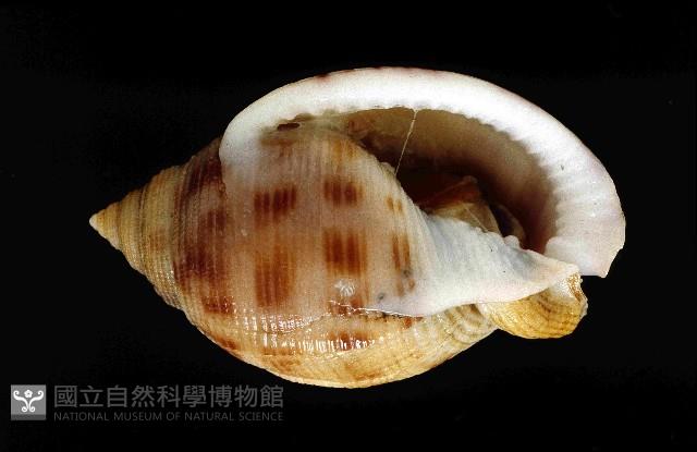 斑帶鬘螺藏品圖，第3張