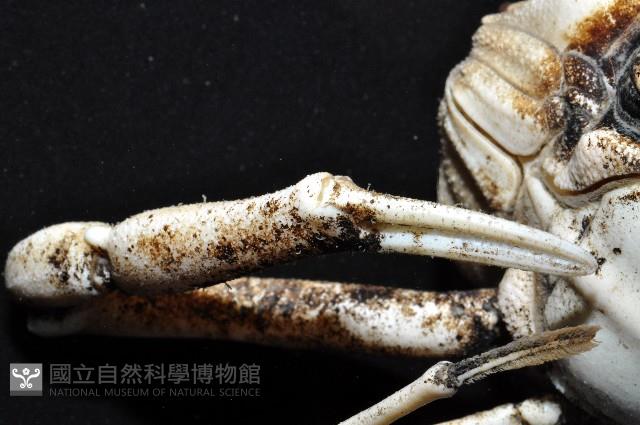 泡粒長螯蟹藏品圖，第3張