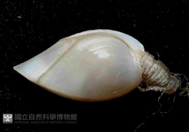 巨雕茗荷藏品圖，第3張