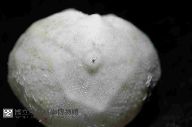 凹卵形(凹裂星)海膽藏品圖，第3張