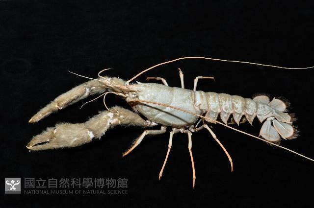 史氏擬海螯蝦藏品圖，第3張