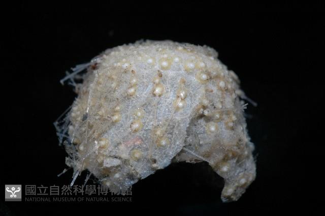 小葫蘆海膽藏品圖，第3張