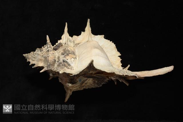 岩石芭蕉螺藏品圖，第3張