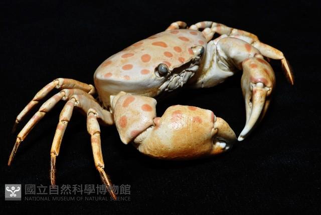 紅斑斗蟹藏品圖，第3張