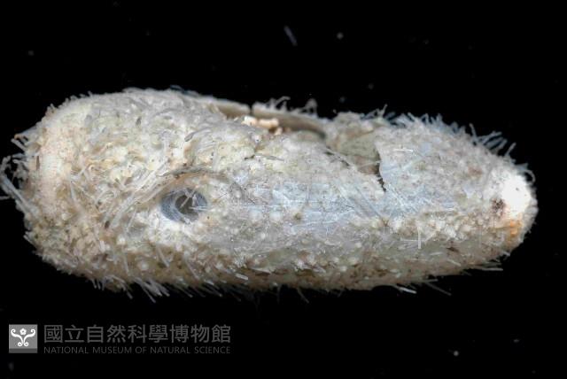 未知種汽海膽藏品圖，第3張