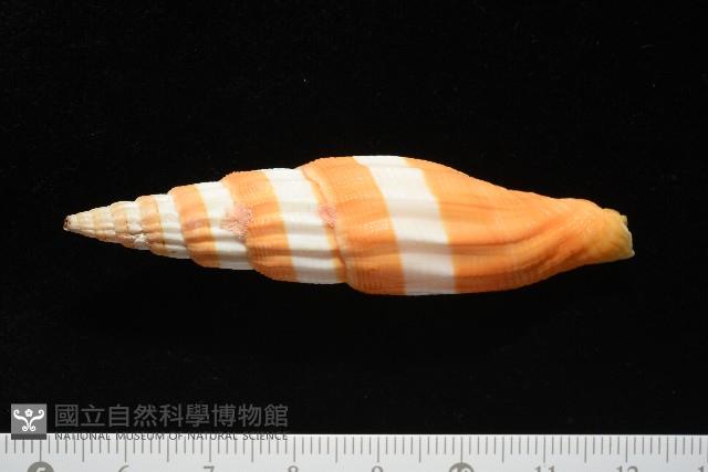 登錄號:007819-00120藏品圖，第3張