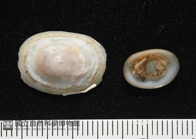 登錄號:004961-00120藏品圖，第3張