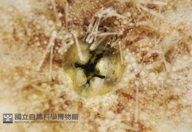 網楯海膽藏品圖，第3張