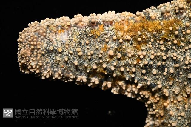 未知種瘤海星藏品圖，第3張