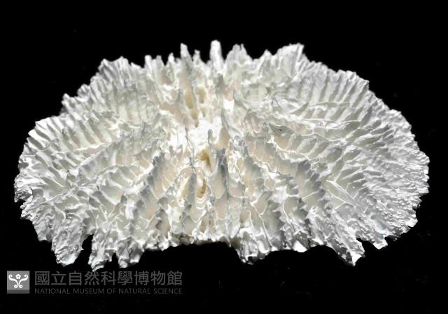 高片菌杯珊瑚藏品圖，第3張
